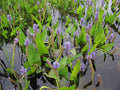 Pontederia cordata