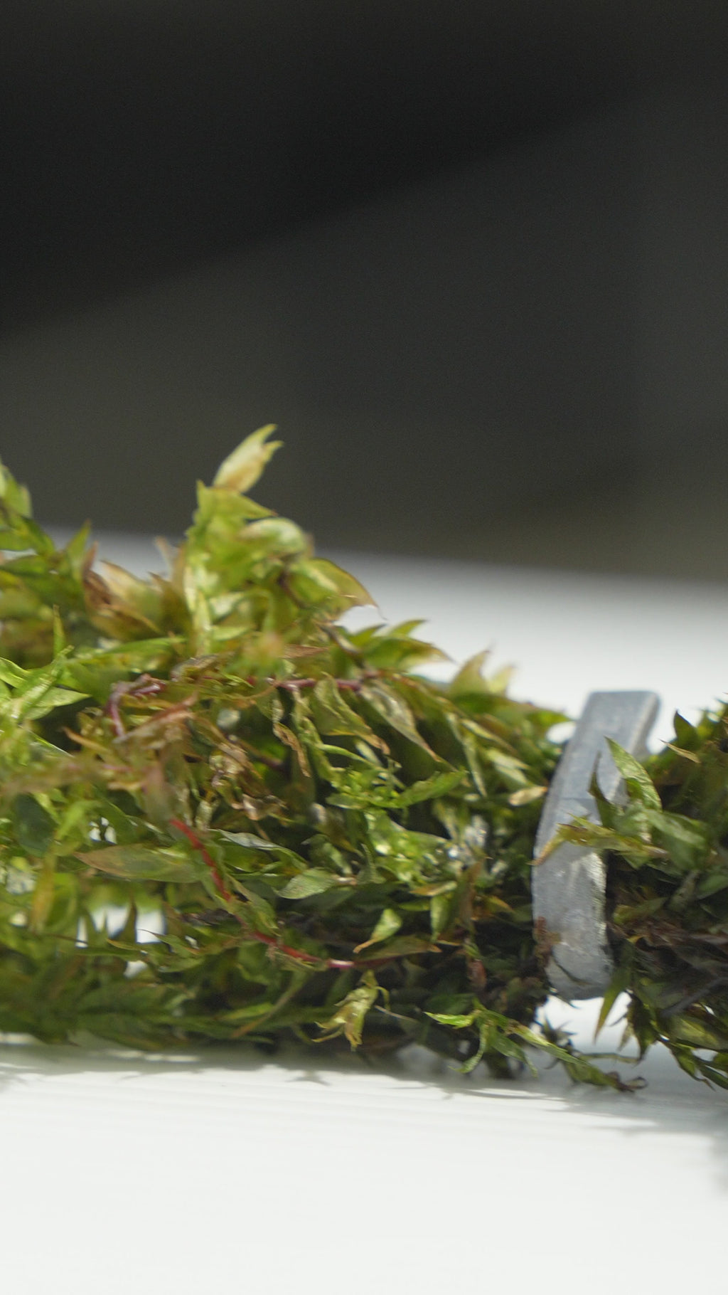 Fontinalis (Willow Moss) - OX007