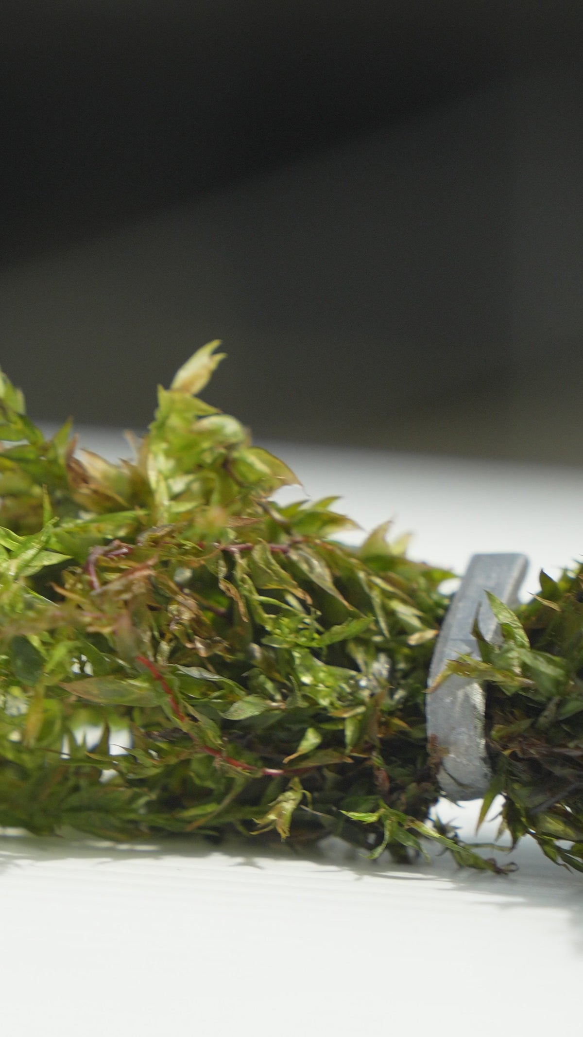 Fontinalis (Willow Moss) - OX007