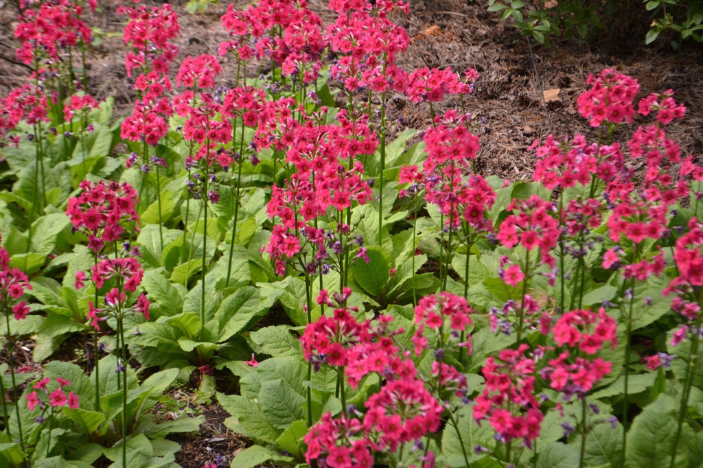 Primula japonica