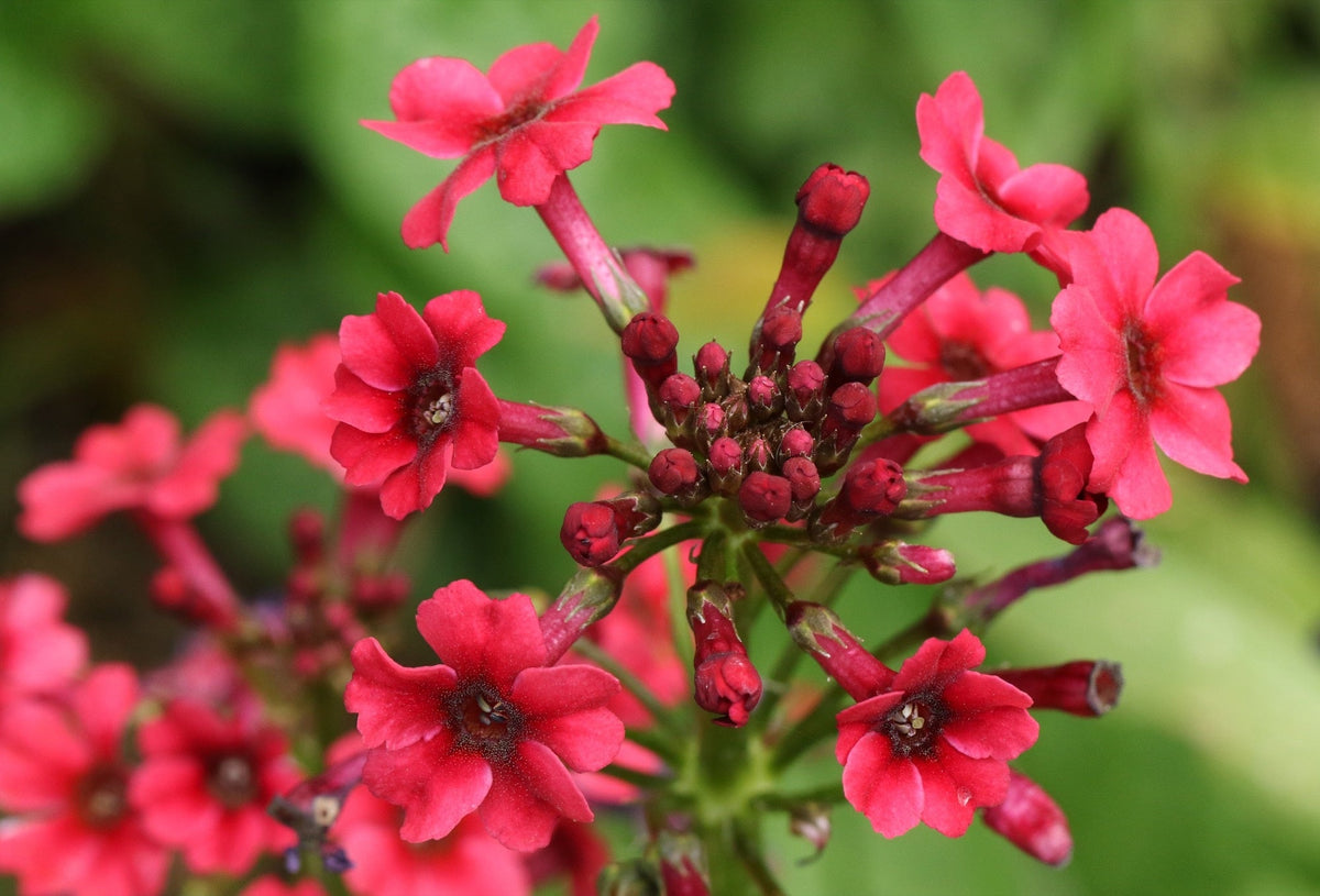 Primula japonica