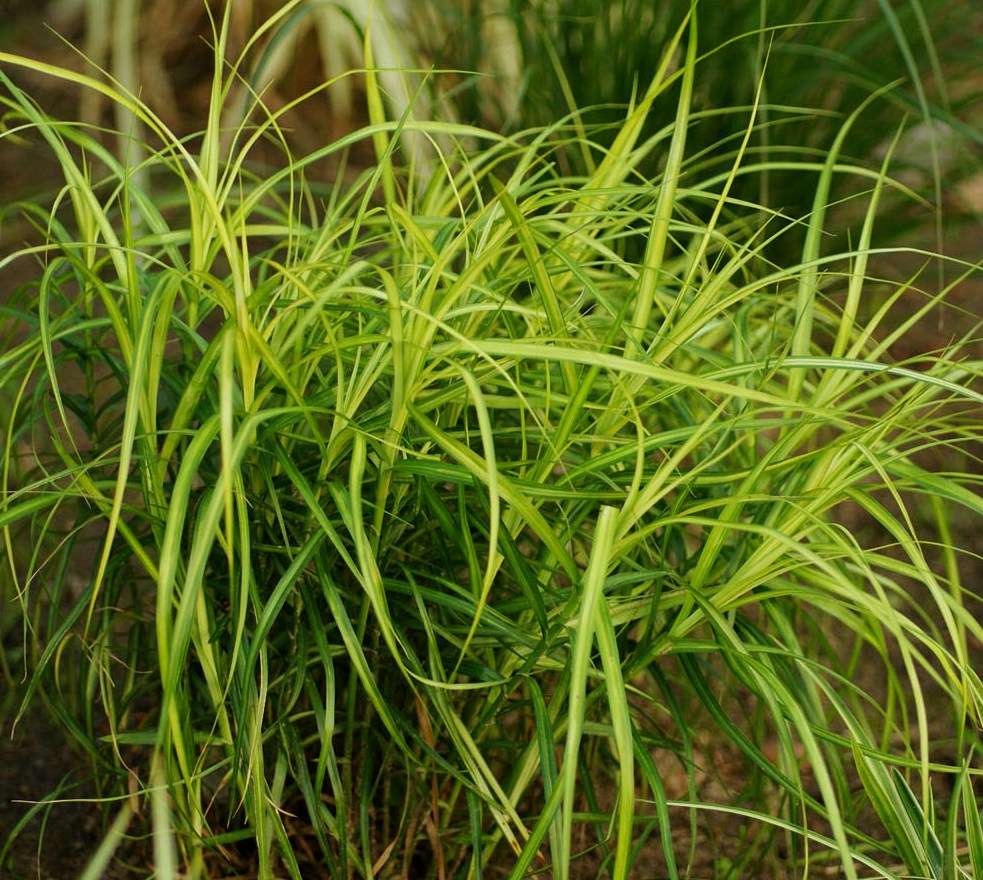 Carex muskingumensis