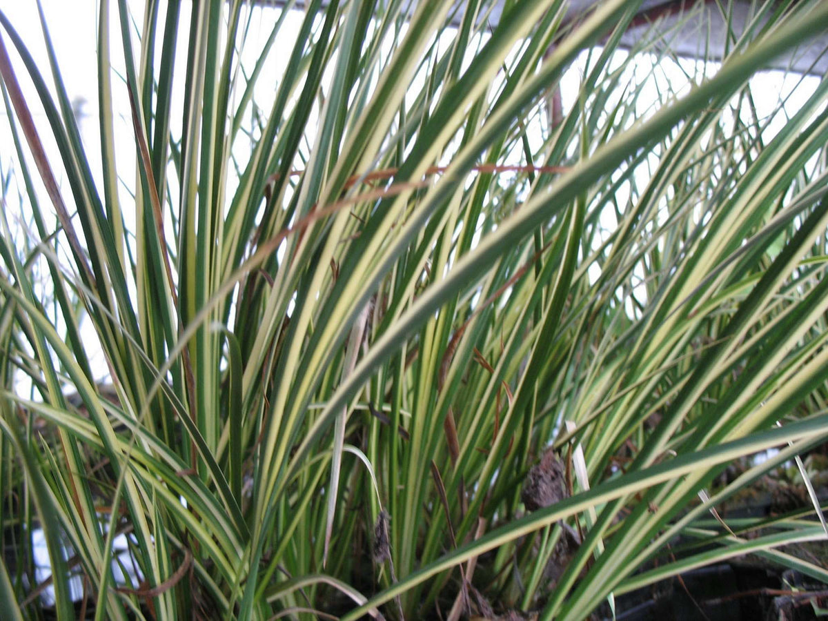 Acorus gramineus variegatus