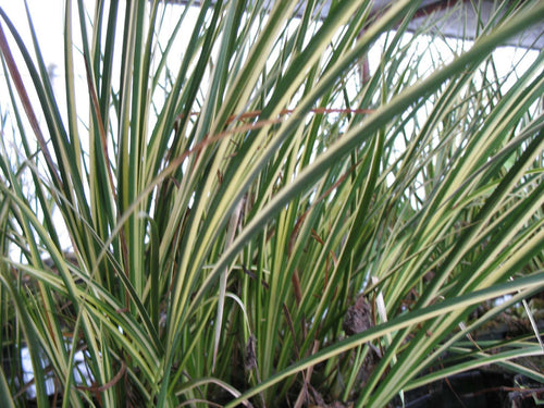 Acorus gramineus variegatus