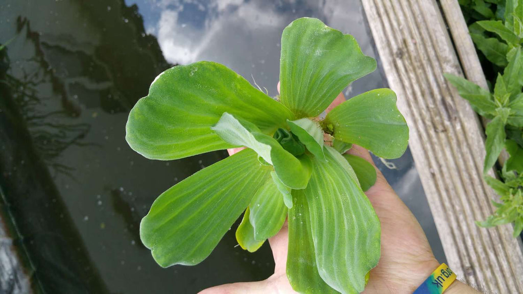 Water Lettuce - DF005