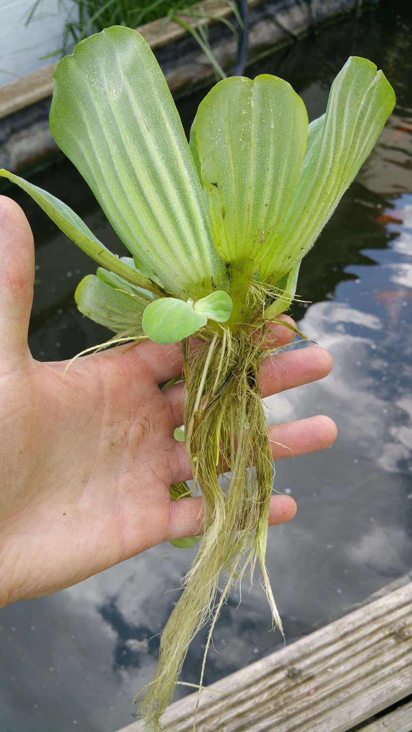 Water Lettuce - DF005