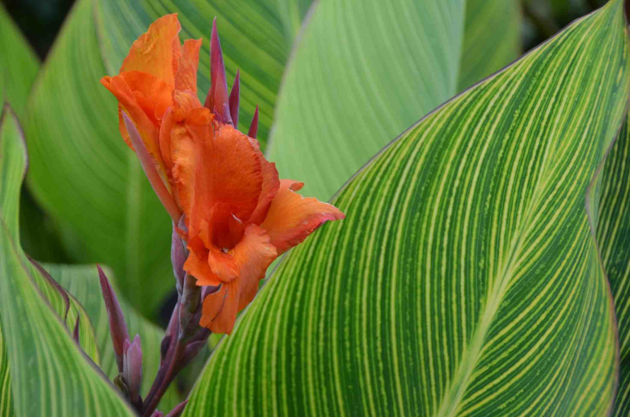 Canna 'Pretoria'