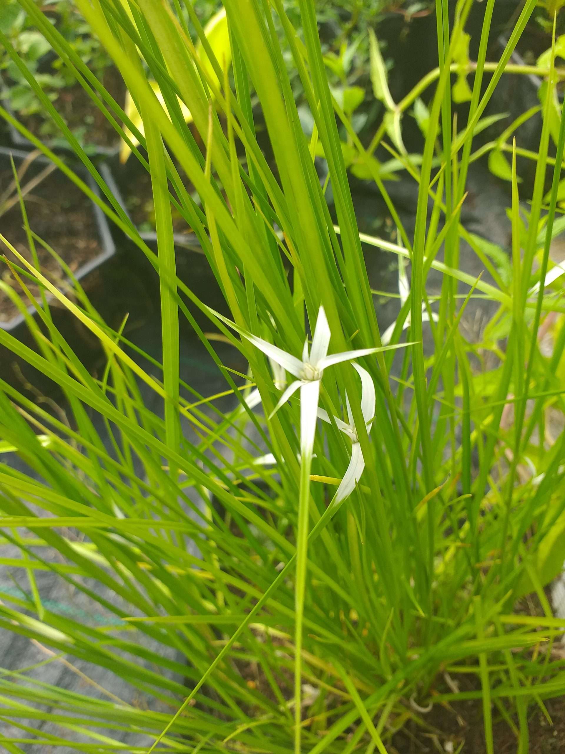 Dichromena colorata