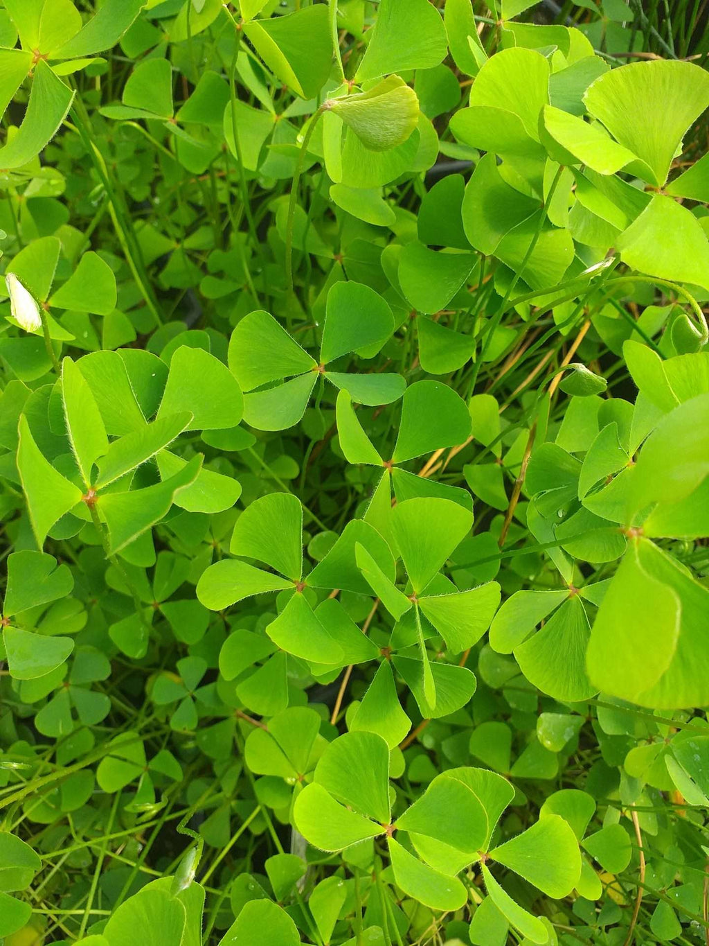 Marsilea quadrifolia