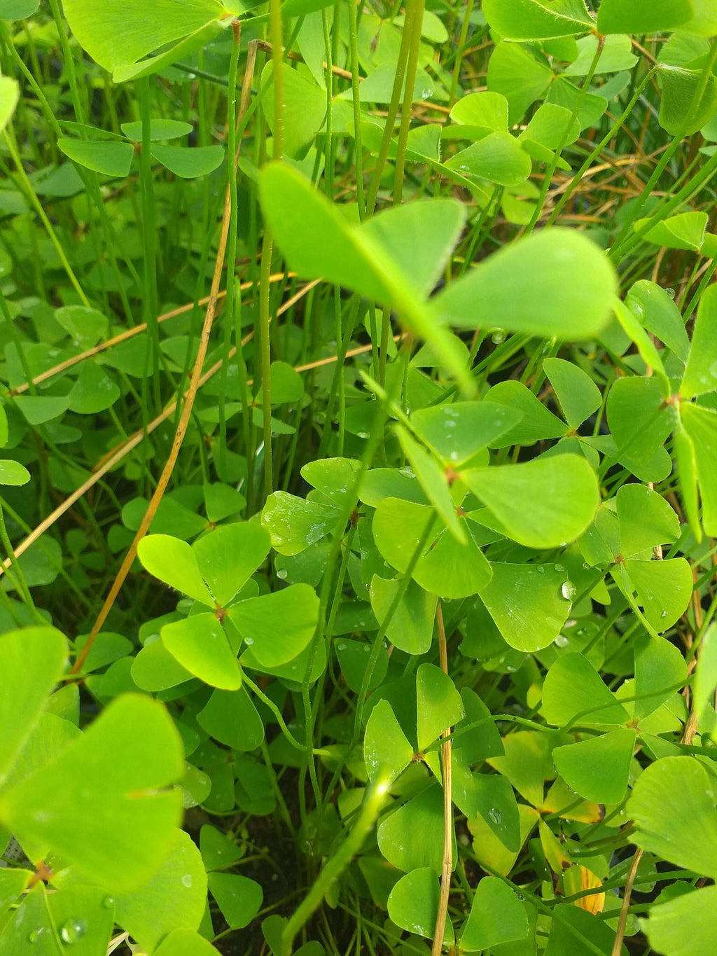 Marsilea quadrifolia