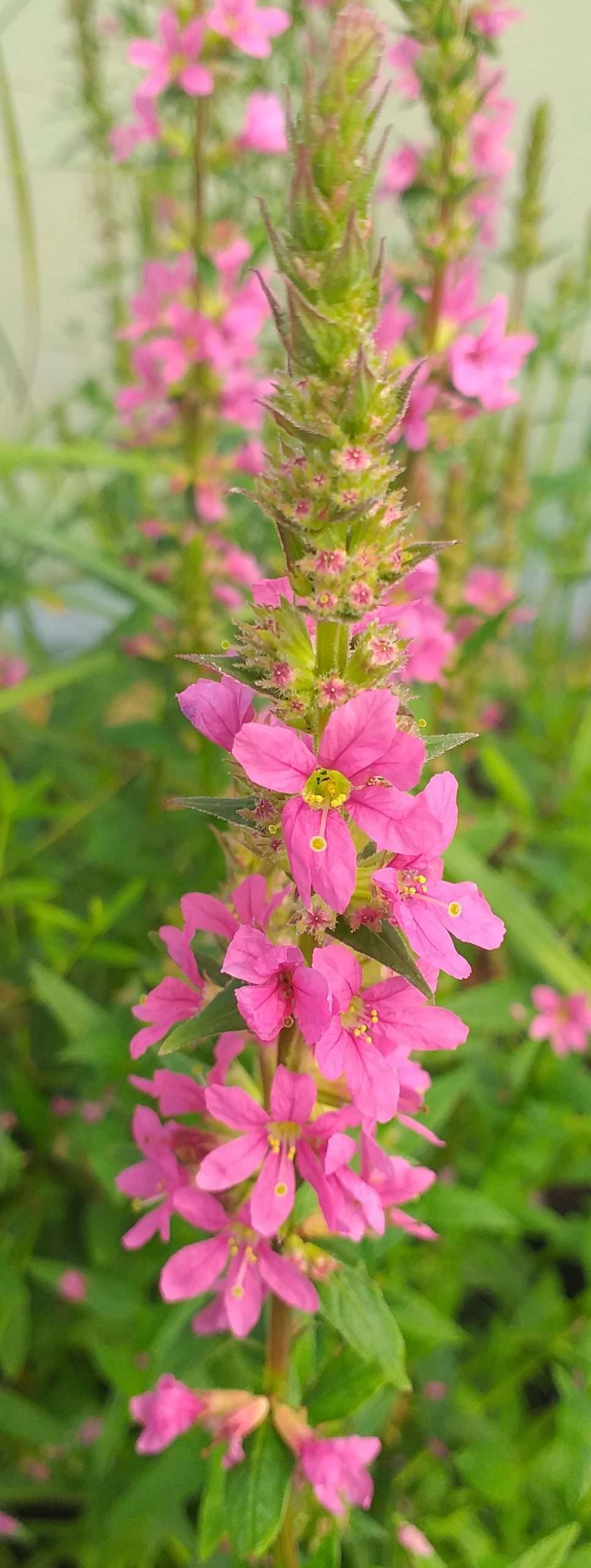 Lythrum salicaria 'Robert'