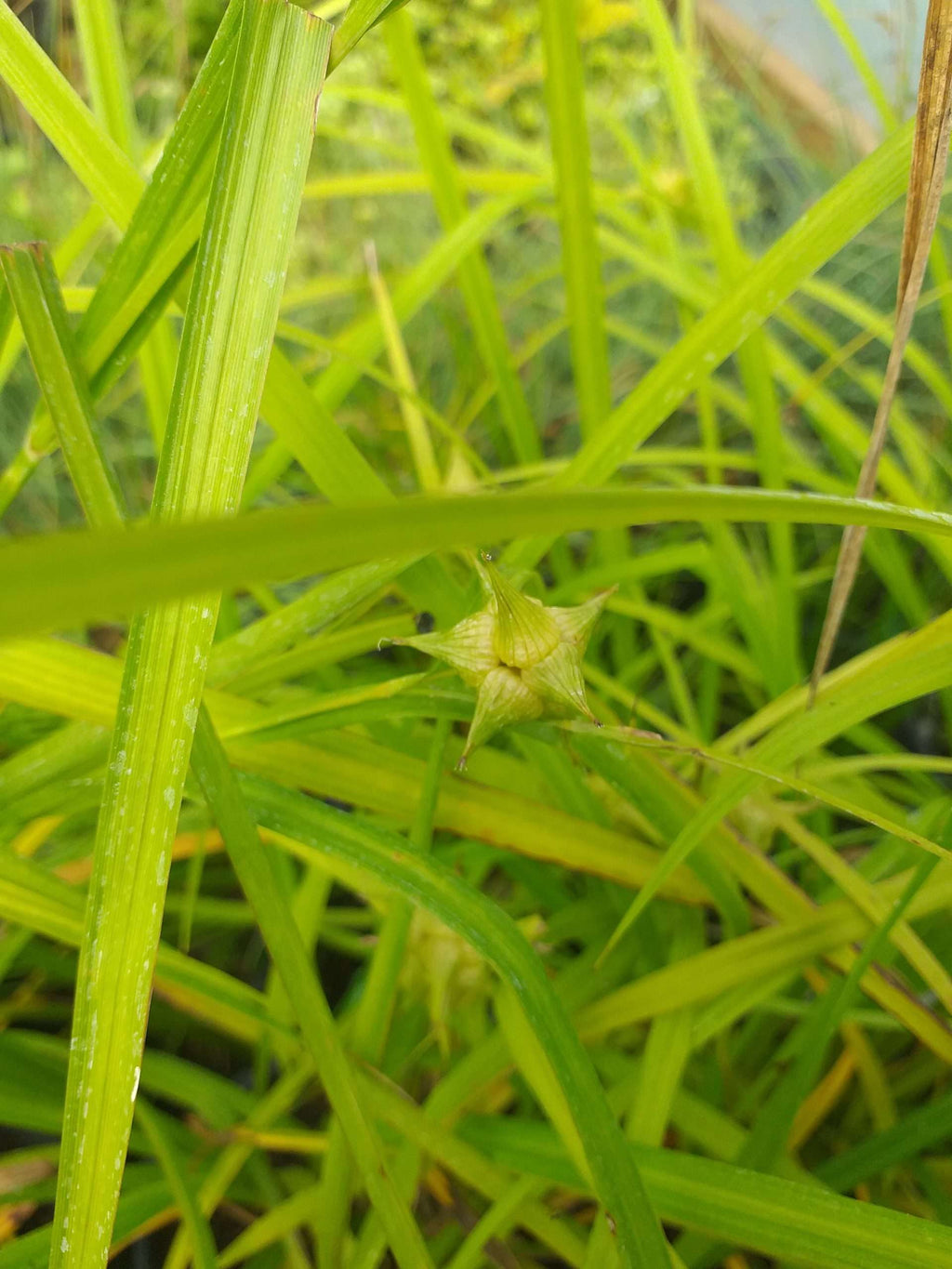 Carex grayi