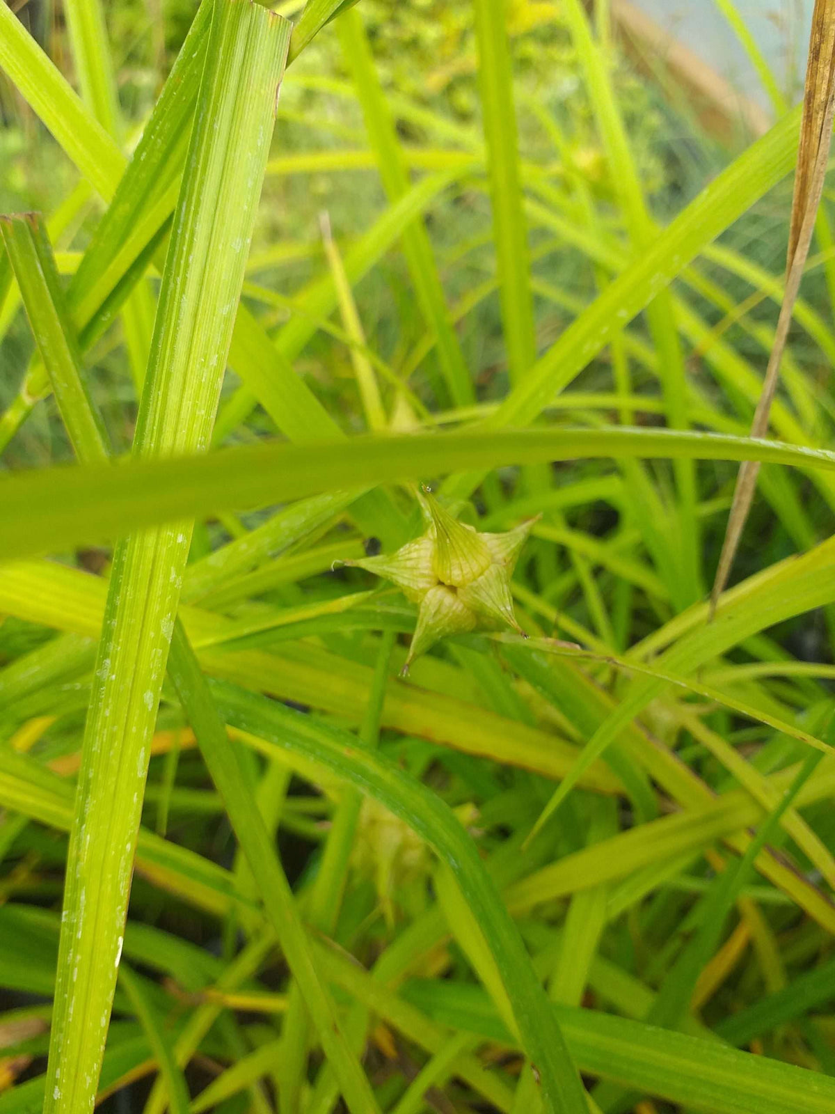 Carex grayi