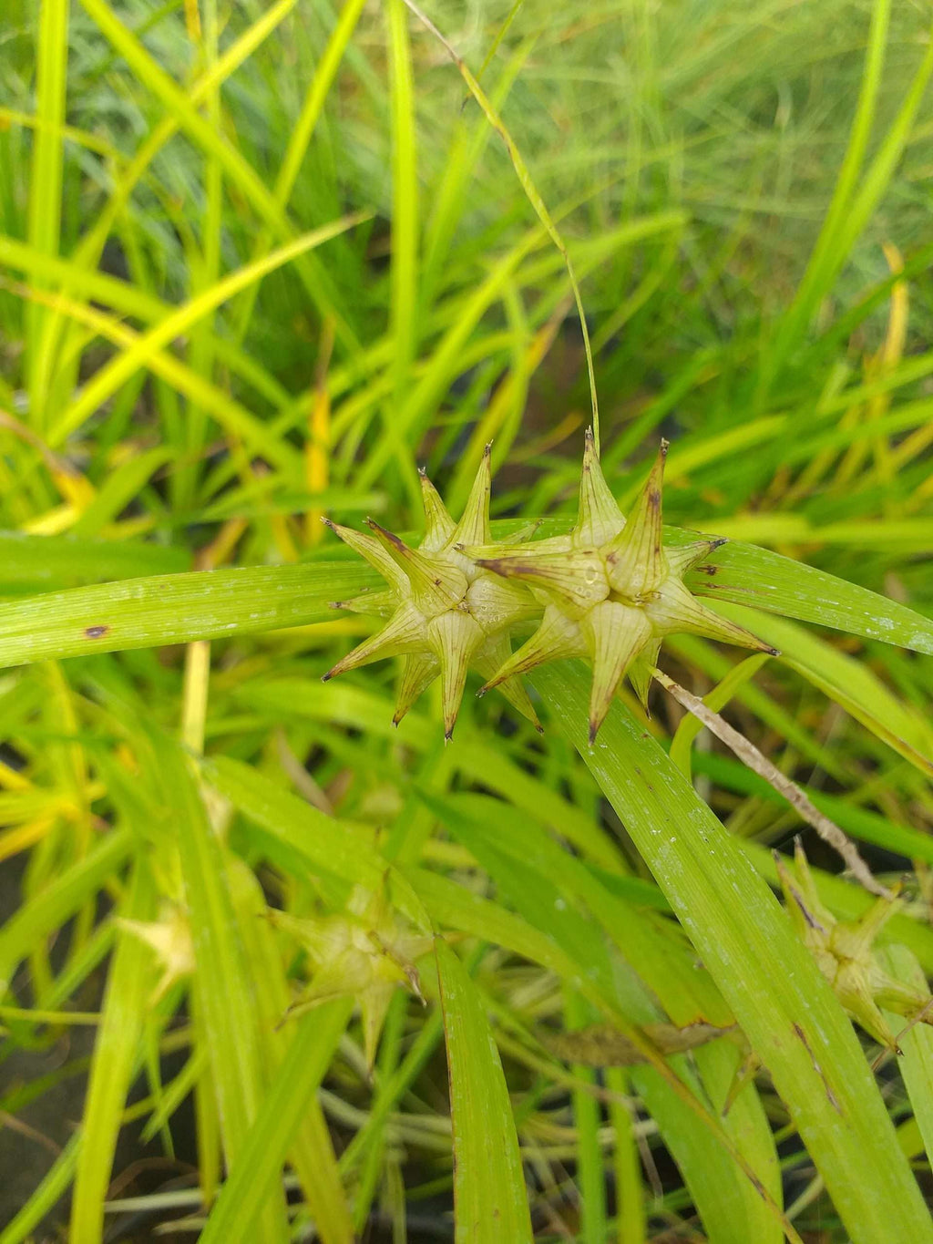 Carex grayi