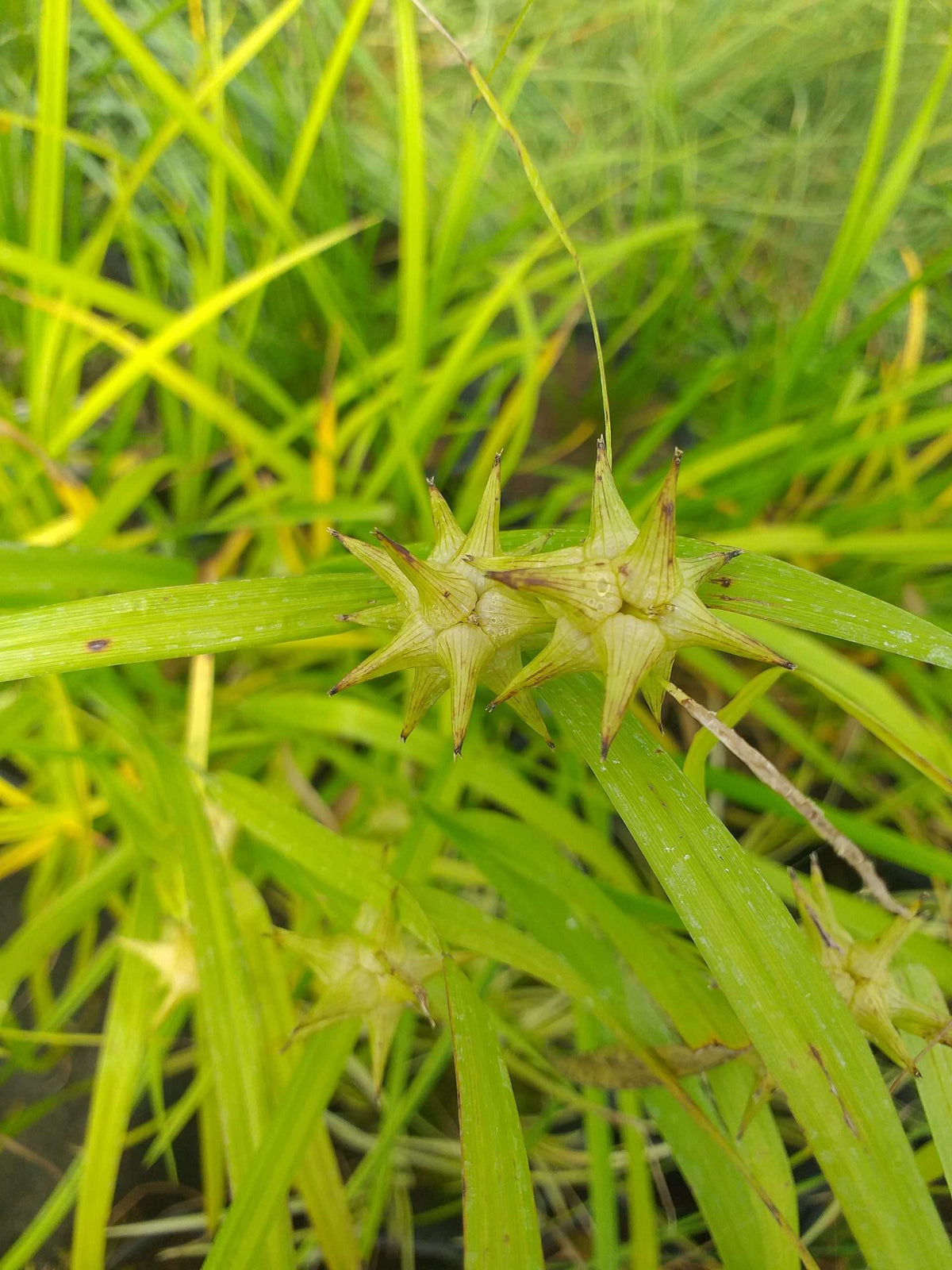 Carex grayi