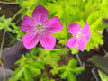 Geranium palustre