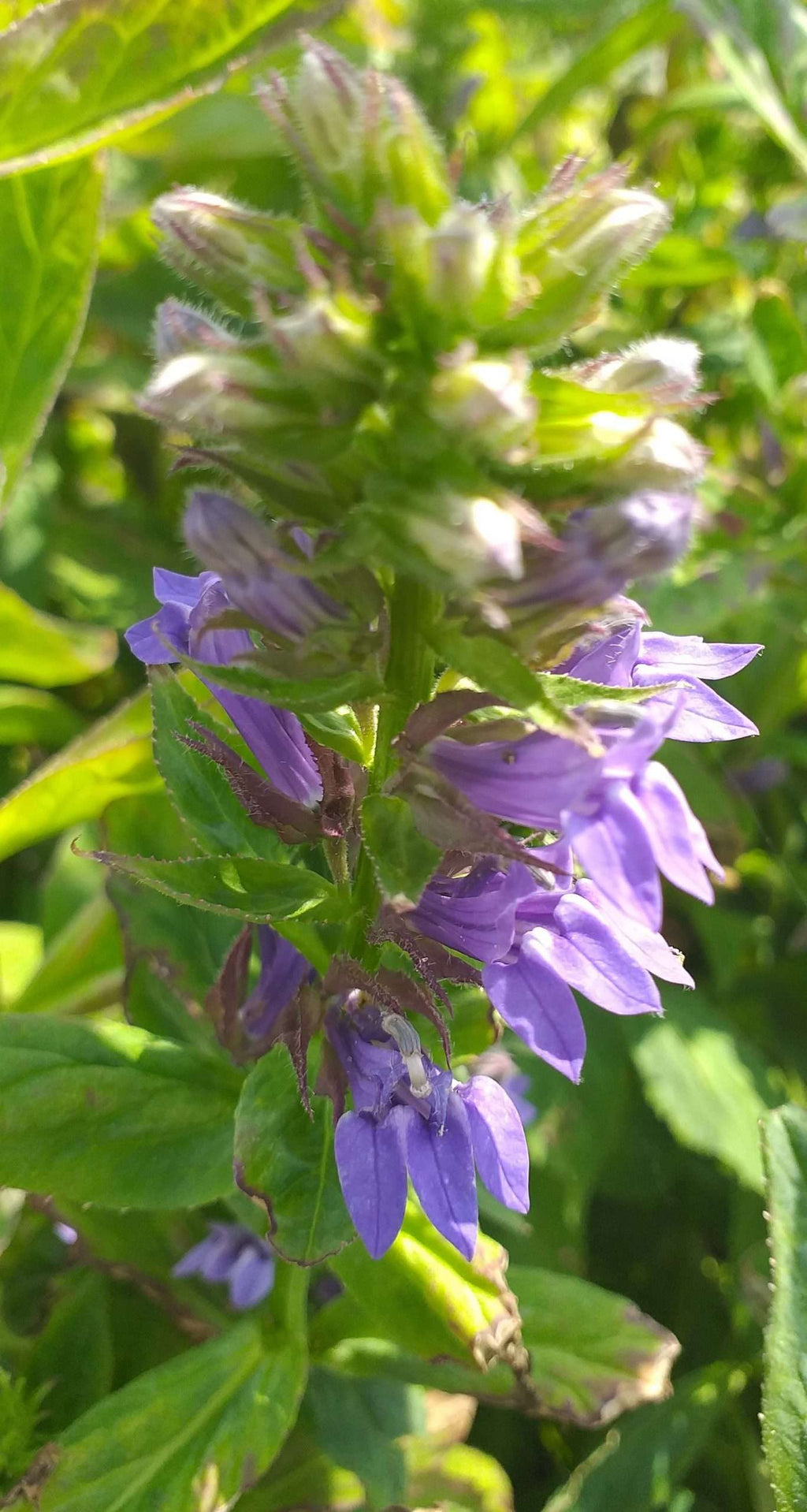 Lobelia siphilitica