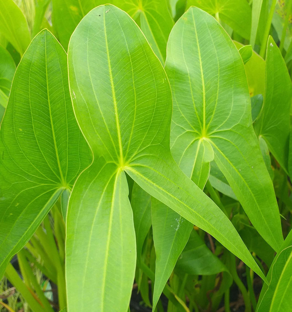 Sagittaria sagittifolia