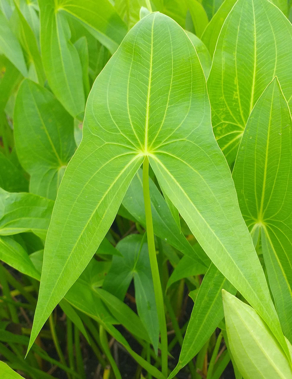Sagittaria sagittifolia