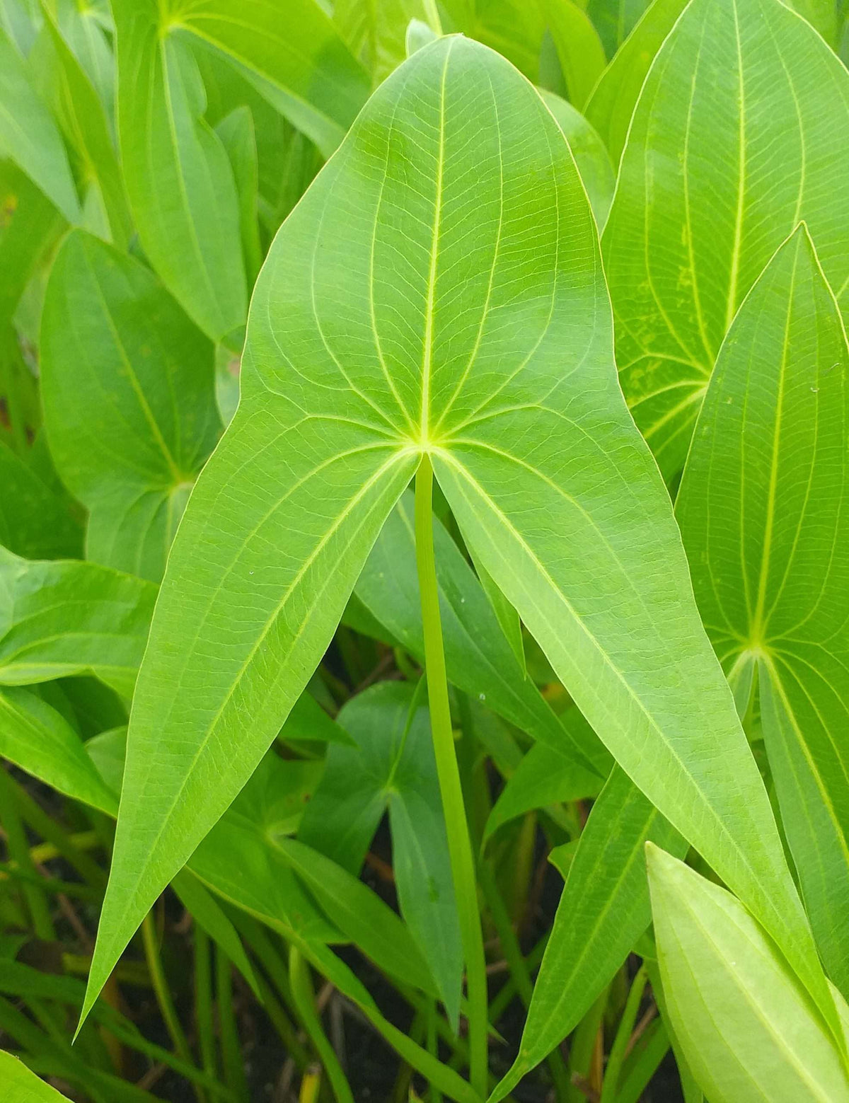 Sagittaria sagittifolia