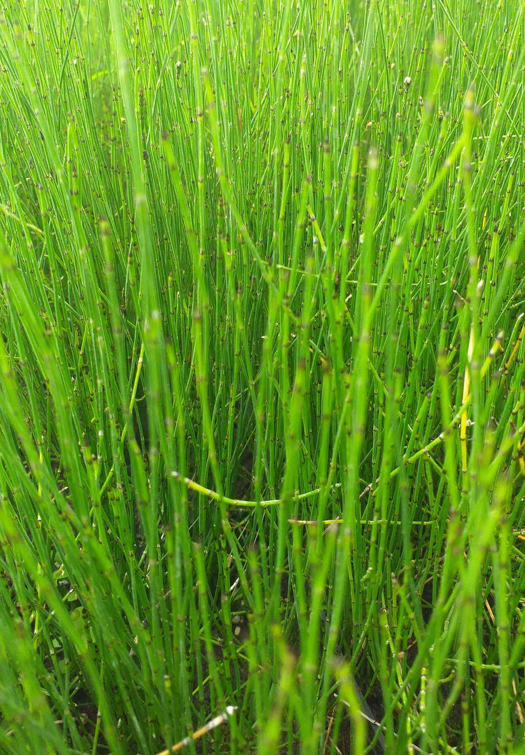 Equisetum scirpoides