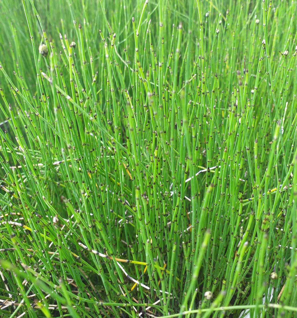 Equisetum scirpoides