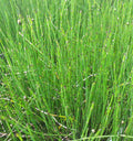 Equisetum scirpoides