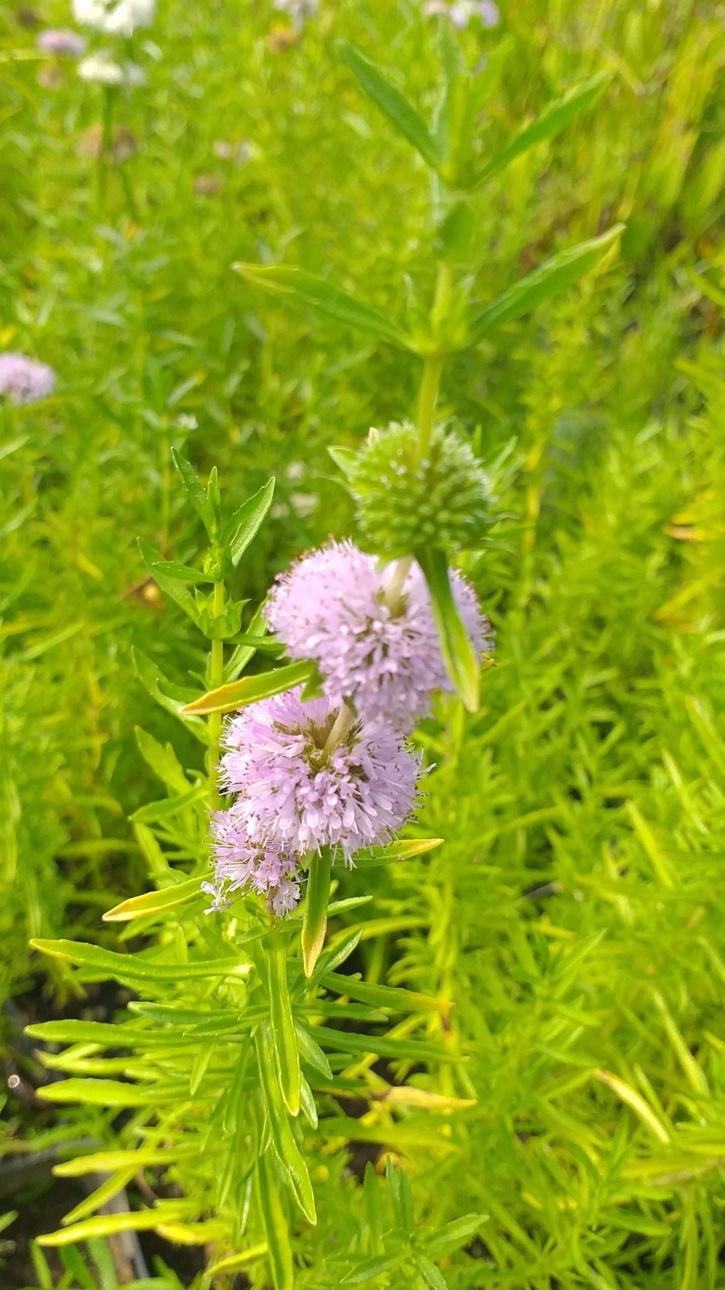 Preslia cervina (Mentha cervina)