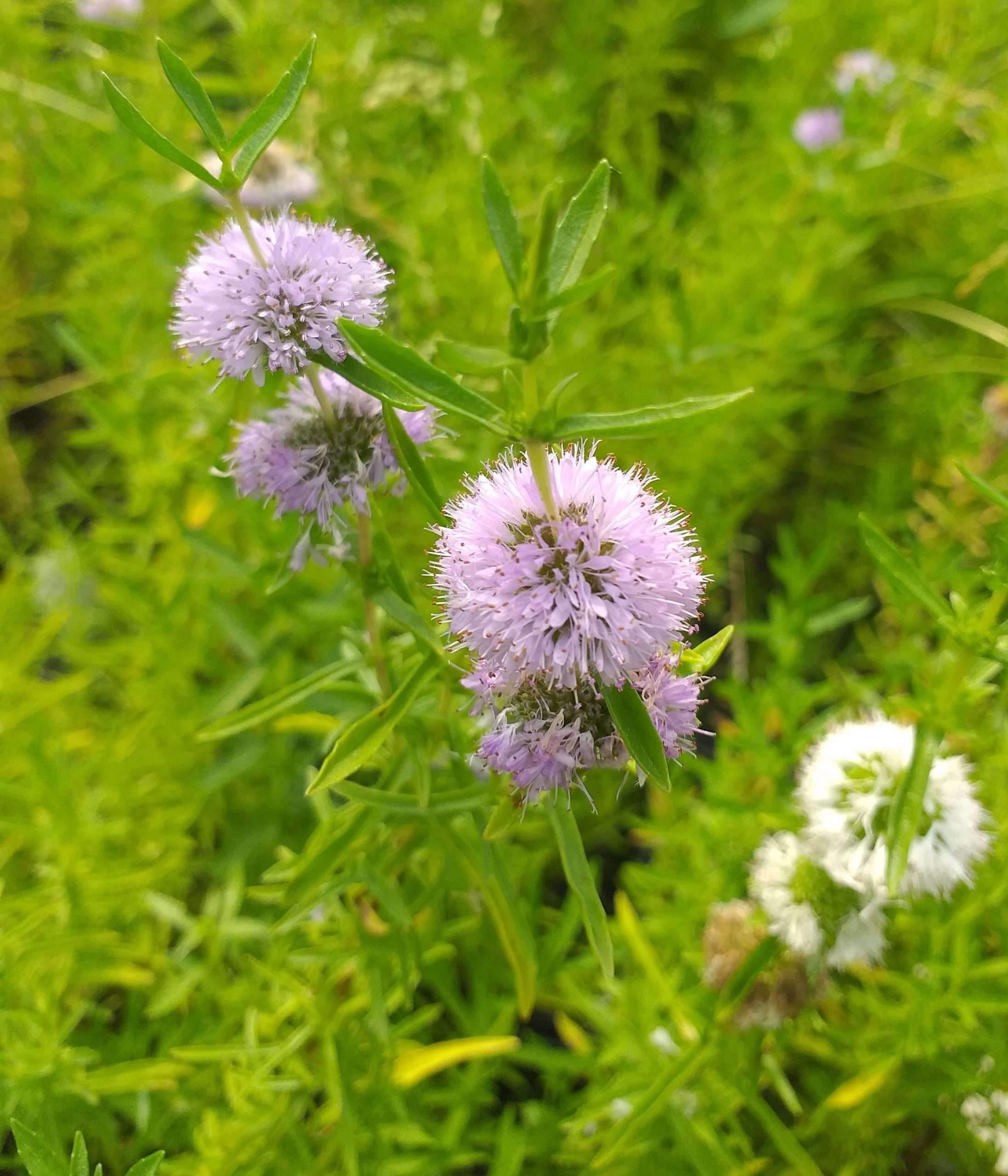 Mentha aquatica
