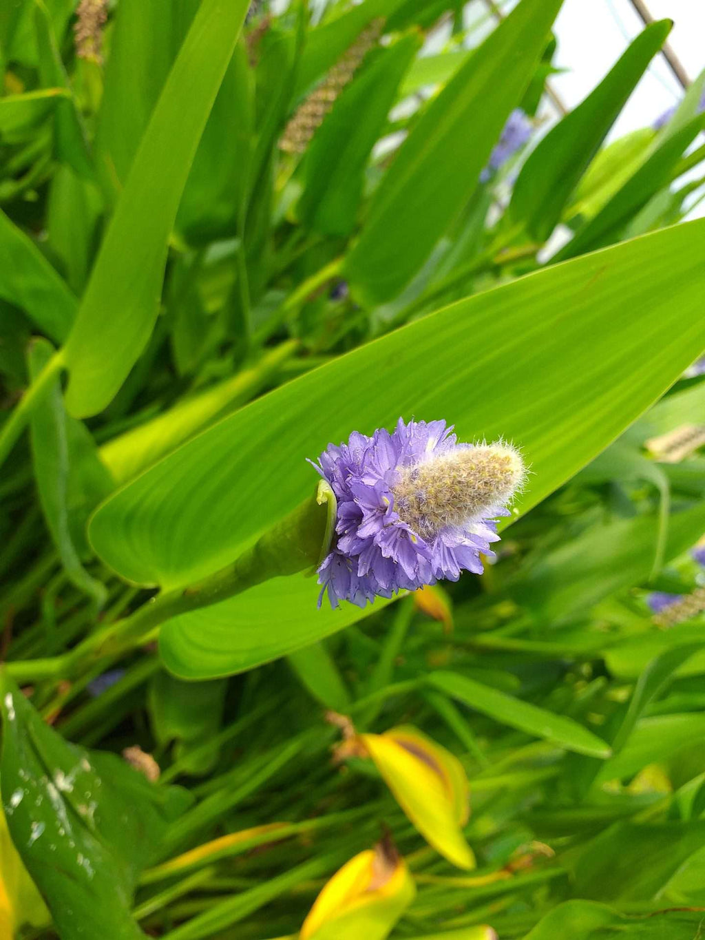 Pontederia cordata lanceolata