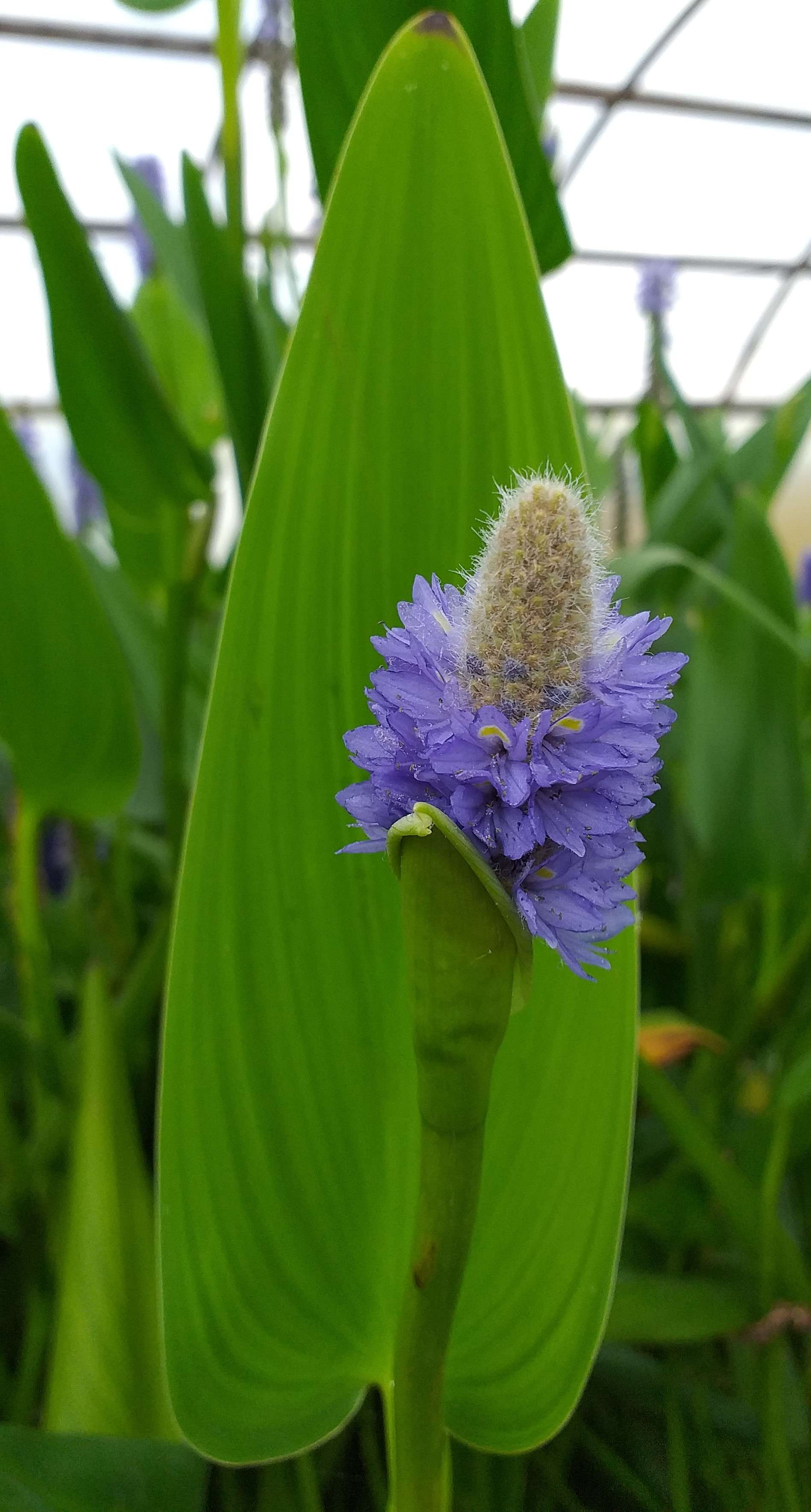Pontederia cordata lanceolata