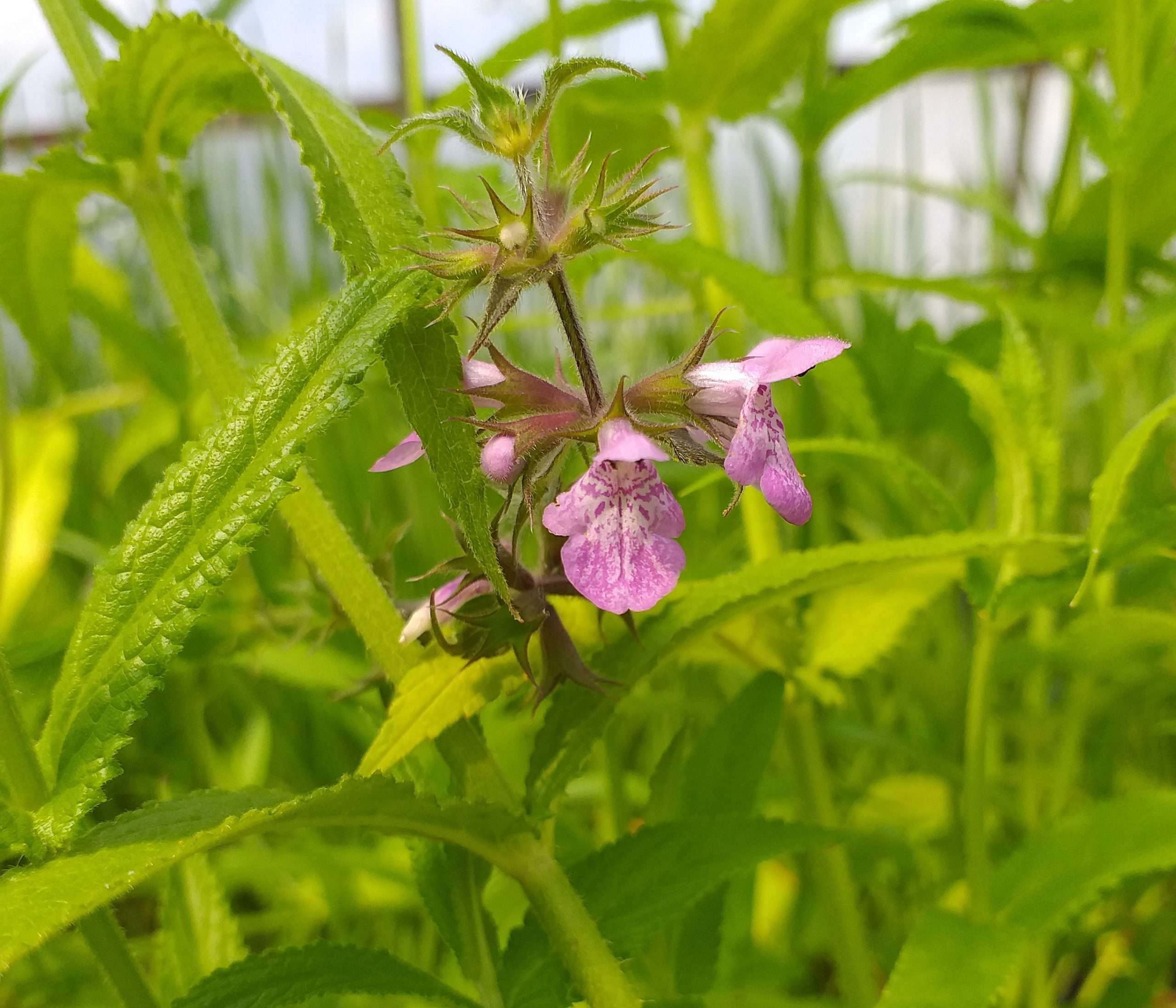 Stachys palustris