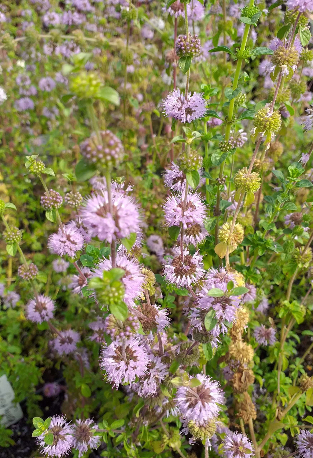 Mentha pulegium