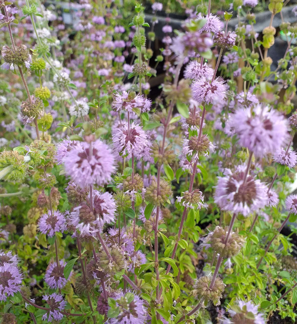 Mentha aquatica