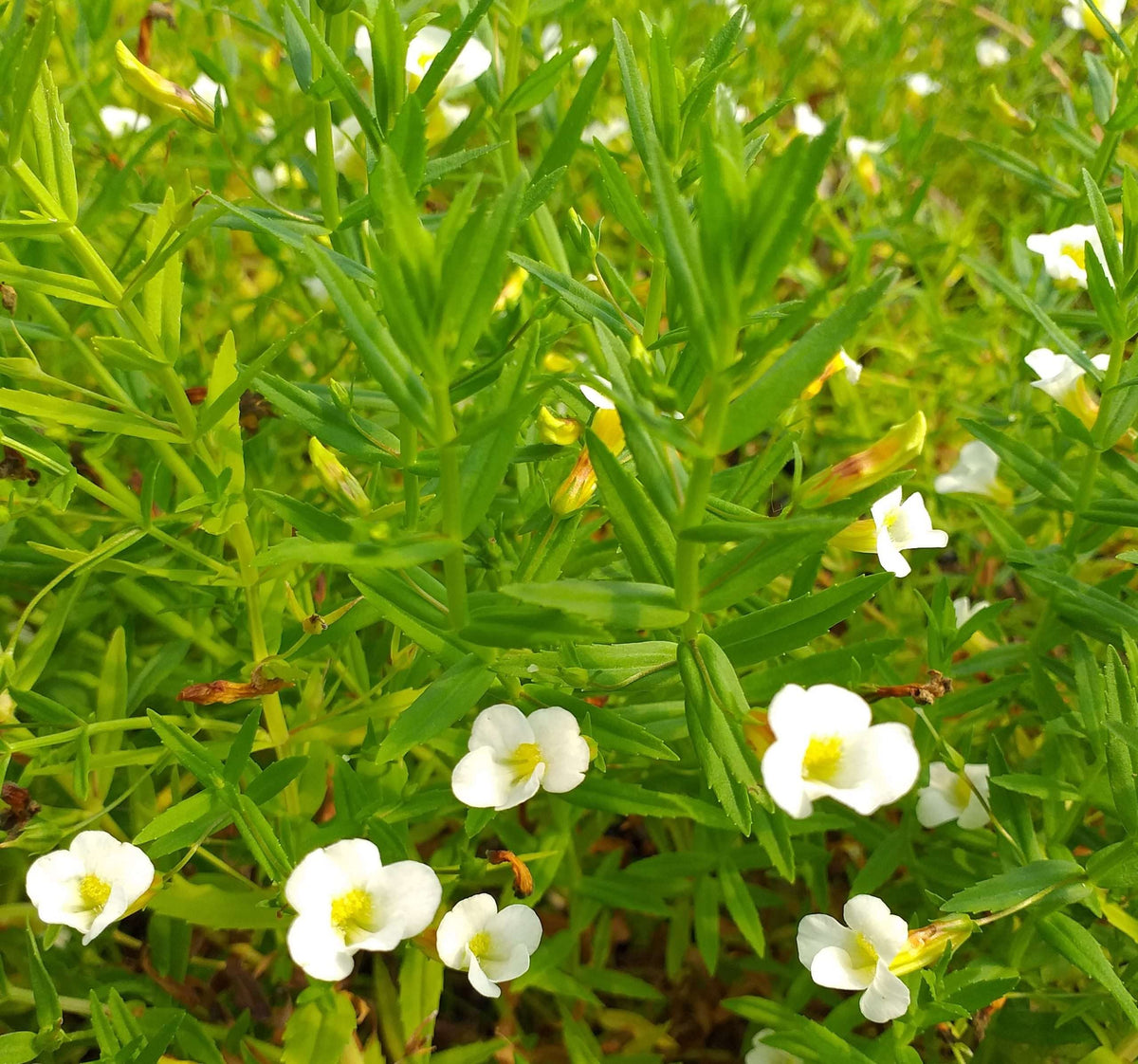 Gratiola officinalis