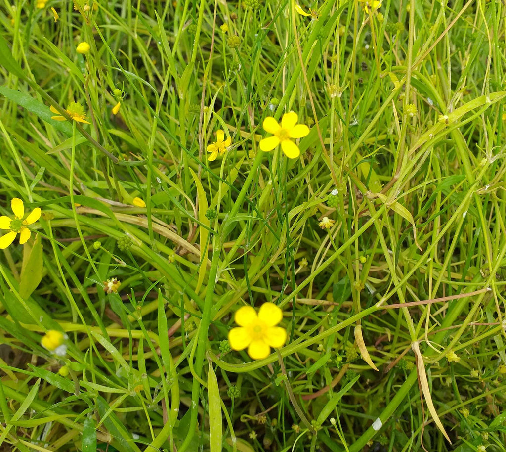 Ranunculus flammula