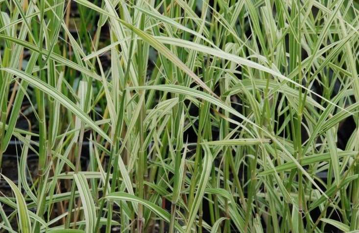 Phragmites karka variegata