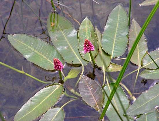 Persicaria amphibia
