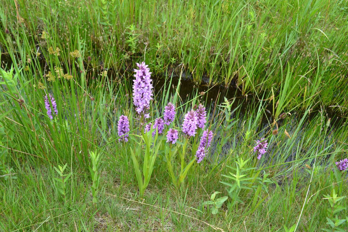 Dactylorhiza majalis praetermissa