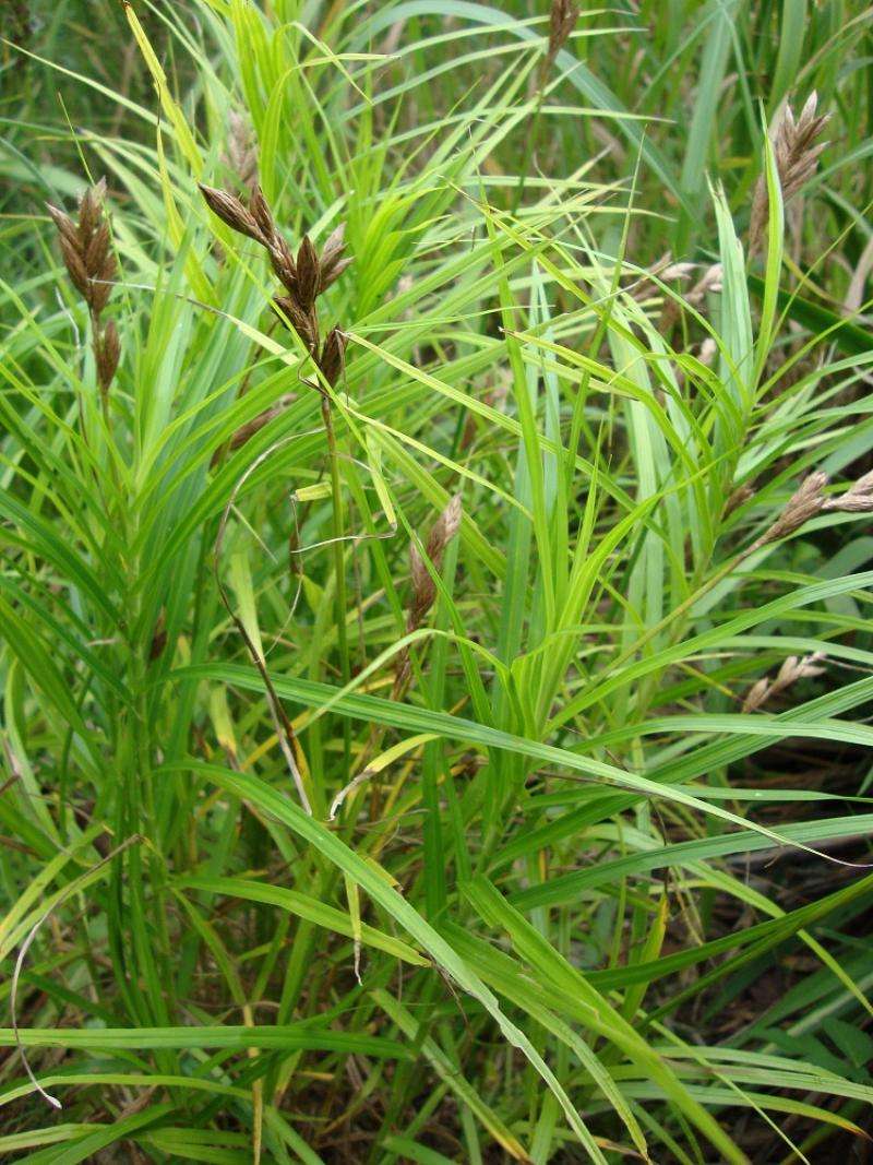 Carex riparia