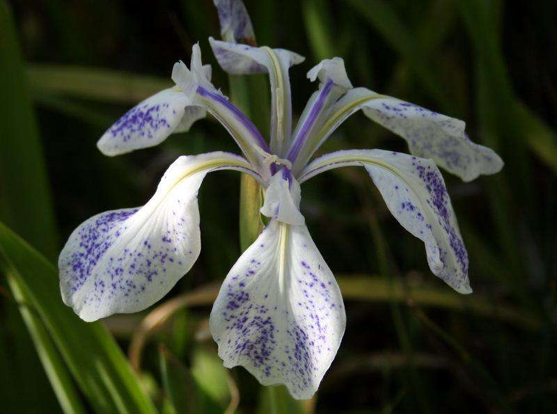 Iris laevigata 'Mottled Blue'