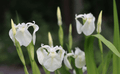 Iris pseudocorus 'Alba' - Marginal Pond Plants  - Pond Plants - Water Plants