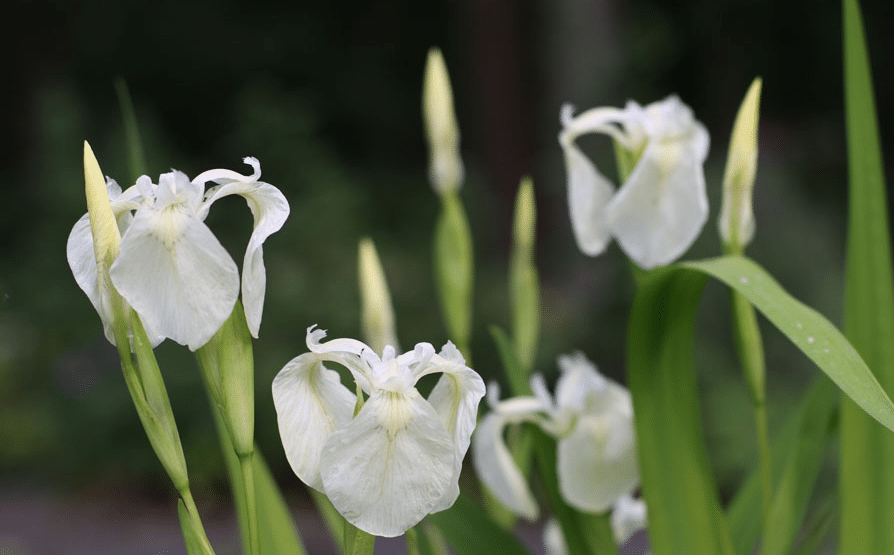 Iris pseudocorus 'Alba' - Marginal Pond Plants  - Pond Plants - Water Plants