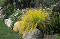 Carex elata 'Aurea'