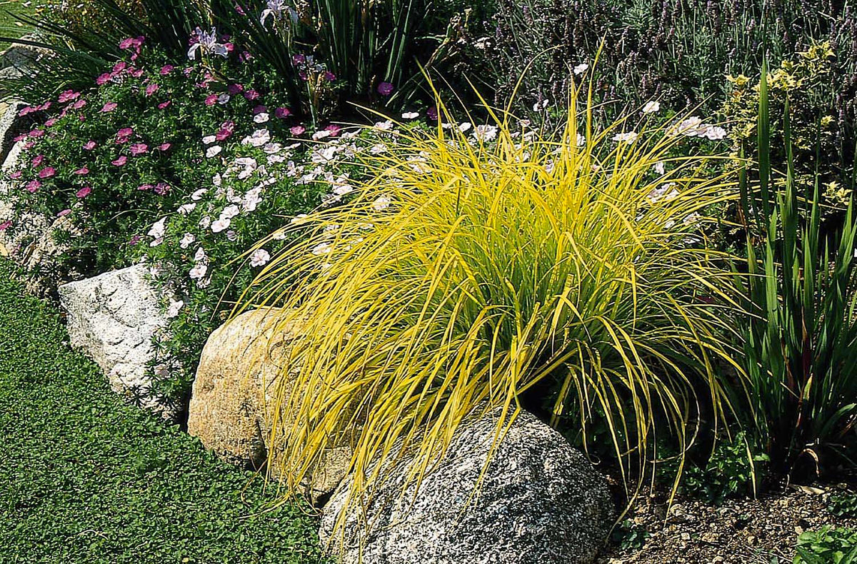 Carex elata 'Aurea'