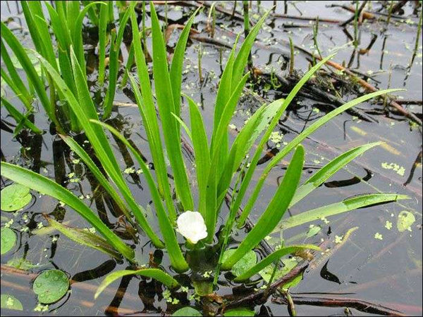 Floating Plants