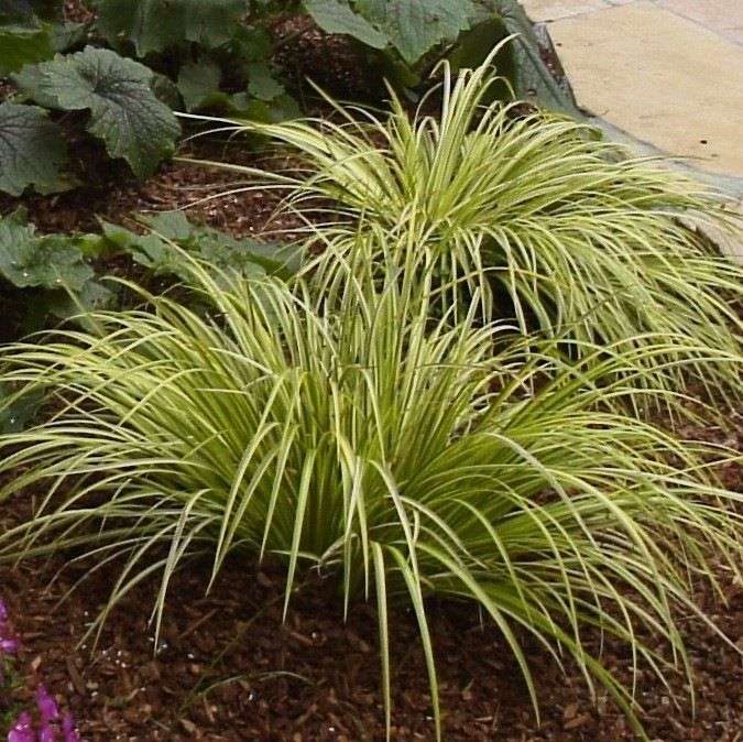 Acorus gramineus 'Ogon'