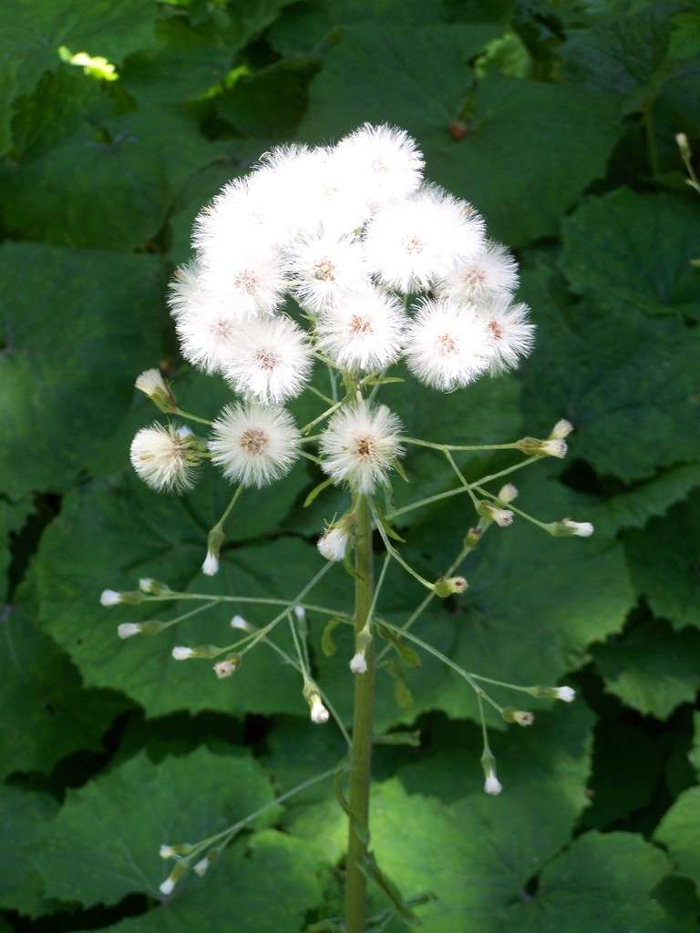 Petasites albus