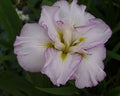 Iris ensata 'Lady in Waiting'