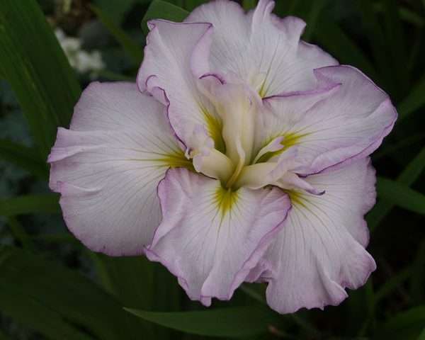 Iris ensata 'Lady in Waiting'